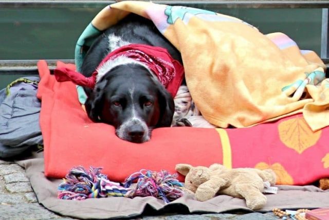 What Are The Benefits of Weighted Blankets for Dogs?