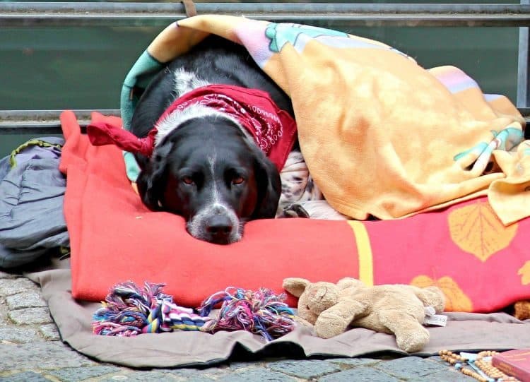 dog under blanket