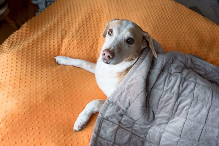What Are The Benefits of Weighted Blankets for Dogs? - webp.net resizeimage 5 750x501 2